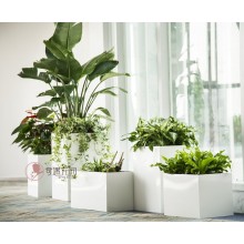 專注室內綠植服務8年，綠植租賃，免費養(yǎng)護，一站式商務空間